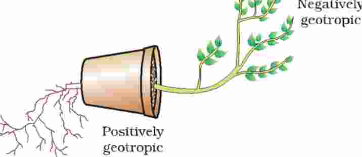 Chemical Coordination In Plants Class 10 Goyal Brothers ICSE Biology