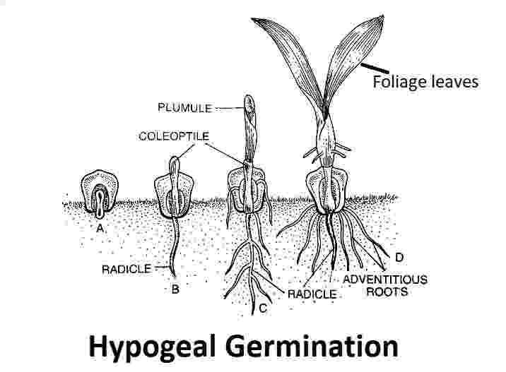 Sexual Reproduction In Plants Class Th Goyal Brothers Icsehelp