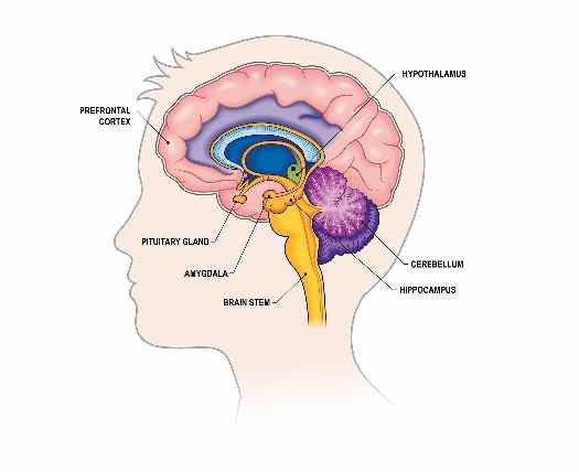 Nervous System Class 8th Goyal Brothers ICSE Biology Solutions Chapter