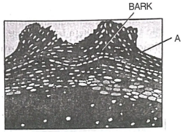 Que-8: The figure given below is a transverse section of an old woody stem. It shows very minute openings labelled - A on its surface.