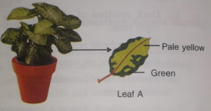 A potted with variegated leave was taken in order to prove a facrtor necessary for the photosynthesis. The potted plant was kept in the dark of 24 hours and the n placed in bright sunlight for a few hours. Observe the diafram and answer the question :