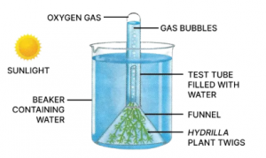 Given below is the diagram of an experimental set-up (final stage). Study the same and answer the following questions :