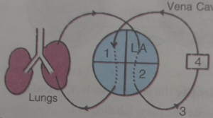 Que-7: Given diagram is a schematic representation of the circulatory system in humans. Study the same and answer the questions that follow :