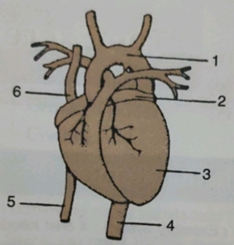 Que-8: Given below is a diagram of the external features of the human heart. Study the figure and answer the questions that follows :
