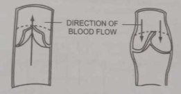 Que-8: Given alongside are diagrams of a certain category of blood vessels showing the role of a special structure in their walls. Study the figure and answer the questions that follow.