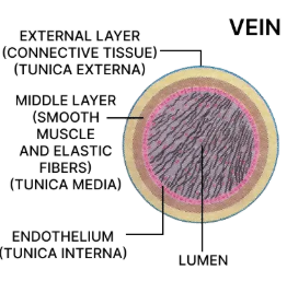 (e) Below diagram shows the transverse section of a vein with the three layers of its wall and lumen labelled: