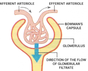 Given below is a simple diagram of the longitudinal section of a human kidney. Study the same and answer the following questions: