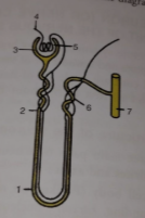 Que-3: The figure given below represents a kidney tubule in humans and its blood supply. Study the figure and answer the questions that follow. Write specific name and numbers shown in the diagram for each answer.