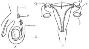 Que-2: Observe the diagrams (A) and (B) given below and answer the following questions.