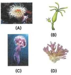 The figures shown below represent animals of one phylum.