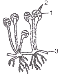 The figure shown alongside represents an organism. Study the figure and answer the following questions.