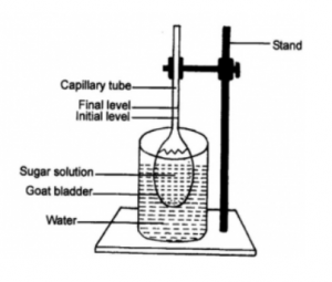 Absorption by Roots ICSE Class-10 Concise Selina Biology Solutions ...