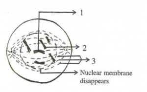 Structure of Chromosomes Cell Cycle and Cell division ICSE Class-10 ...