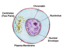 Structure of Chromosomes Cell Cycle and Cell division ICSE Class-10 ...