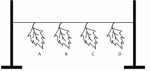 The give figure represent an experiment :(a) Leaf A was coated with grease on both the surfaces. (b) Leaf B was coated with grease on the lower surfaces. (c) Leaf C was coated with grease on the upper surfaces. (d) Leaf D was left without any application of grese.