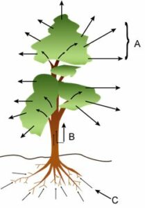 An outline sketch of a tree is shown in a diagram below. Study the same and answer the questions that follow:
