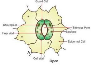 opened stomata