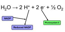 Describe the main chemical changes which occur during photosynthesis in. (i) Light reaction (ii) Dark reaction