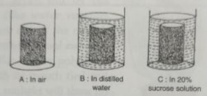 Three cylinder of of potato were carefully dried on a blotting paper and weighed. Each piece weighed 3 grams. Each one was placed in the beaker as shown below :