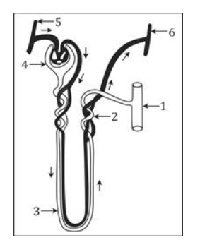 Excretory System ICSE Class-10 Concise Selina Biology Solutions - ICSEHELP