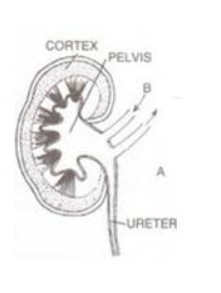 icse selina excretory concise