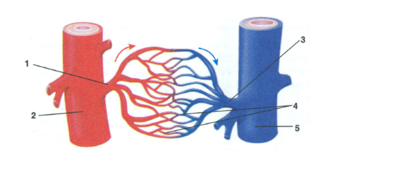 Circulatory System ICSE Class-10 Concise Selina Biology - ICSEHELP