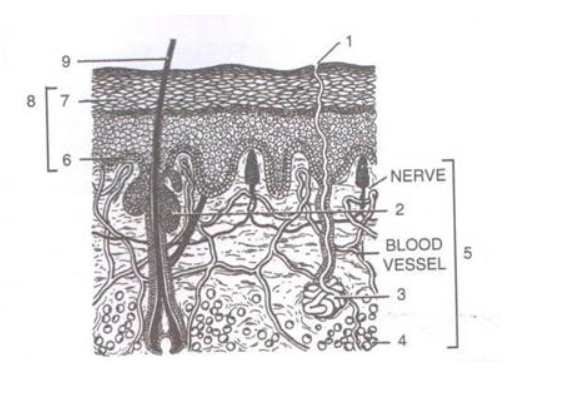 Skin Concise ICSE Class-9 Biology Selina Solutions - ICSEHELP