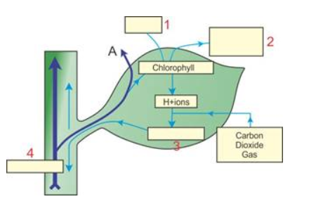 Photosynthesis Chapter-6 Biology Concise Selina Solutions Class 10th ...