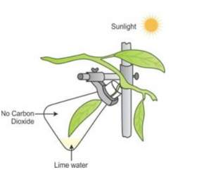 importance of carbon dioxide in photosynthesis