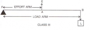 Classes III levers always have mechanical advantage less than one