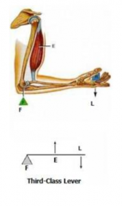 the fulcrum is the elbow of the human arm. Biceps exert the effort in the middle 