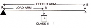 diagram of a Class II lever