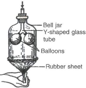 The figure given alongside shows an experimental set up to demonstrate a process. Answer the following questions.