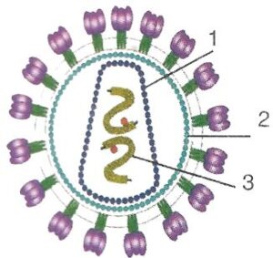 The diagram given below represents a kind of microorganism. Study the same and answer the following questions: