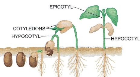 Seeds Structure and Germination Long Answer Biology Class-9 ICSE Selina ...