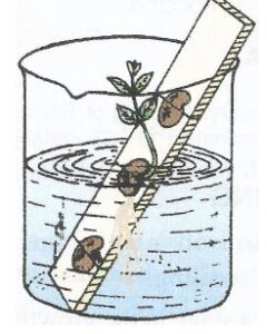 Draw a neat and labelled diagram of the 'Experimental set-up of three-bean seed experiment' and mention the necessity of each condition for the germination of seeds.