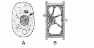 Cell Concise Icse Class 9 Biology Solutions Selina Publishers Page 3 Of 3 Icsehelp