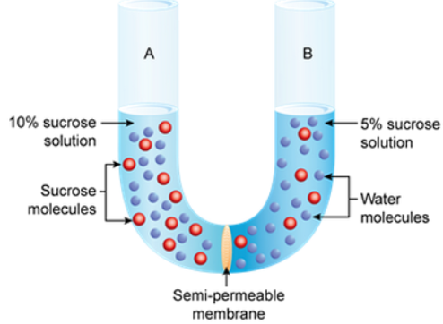 Absorption By Roots Icse Class-10 Concise Selina Biology Solutions 