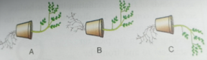 Que-5: Given below are the figures showing some kinds of tropic movements in plants. Study the same and answer the following questions:
