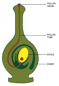 Draw a neat and labelled diagram of the longitudinal section of a pistil showing chemotropism in an angiospermic plant.