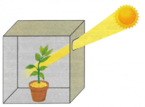 The figure given below depicts a kind of tropic movement in plants. Study the same and answer the following questions.