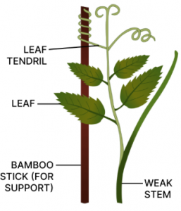 (e) Sweet pea plant shows thigmotropism. The labelled diagram showing leaf tendril is given below: