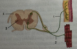 Que-3: The diagram given below shows the internal structure of spinal cord depicting a phenomenon. Study the diagram and answer the following questions.