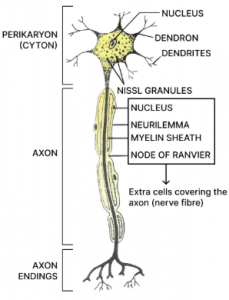 (j) Diagram of nerve cell with the parts labelled is shown below:
