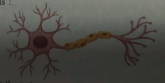 Que-4: The figure given below is the basic structural and functional unit of the human nervous system. Study the diagram and answer the following questions: