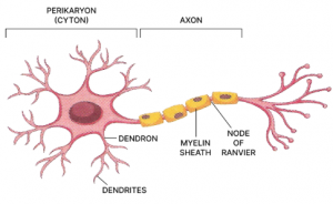 (e) Below is the labelled diagram of neuron:
