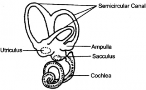 (a) Below labelled diagram shows the membranous labyrinth found in the inner ear: