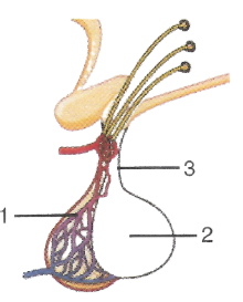 Que-4: The diagram given alongside shows an endocrine gland in the human body. Study the diagram and answer the following questions :