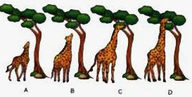 Que-3: Observe the figure given below and answer the questions that follow: