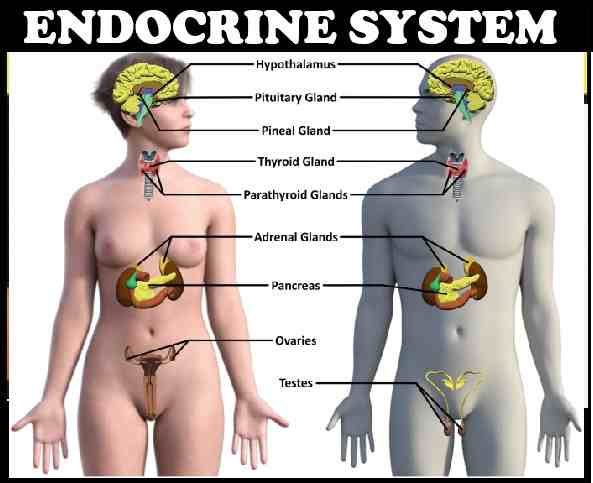 Endocrine System Class 10 Concise Structured Applications Answer ICSE Biology Selina Solutions